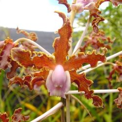 RLC. Adistro X Schomburgkia Webernauriana