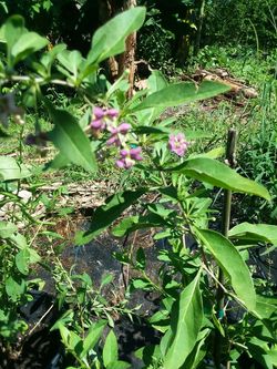 Goji berry plants