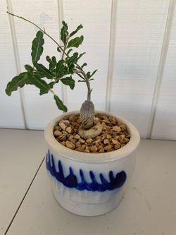 Fockea Crispa in vintage pot