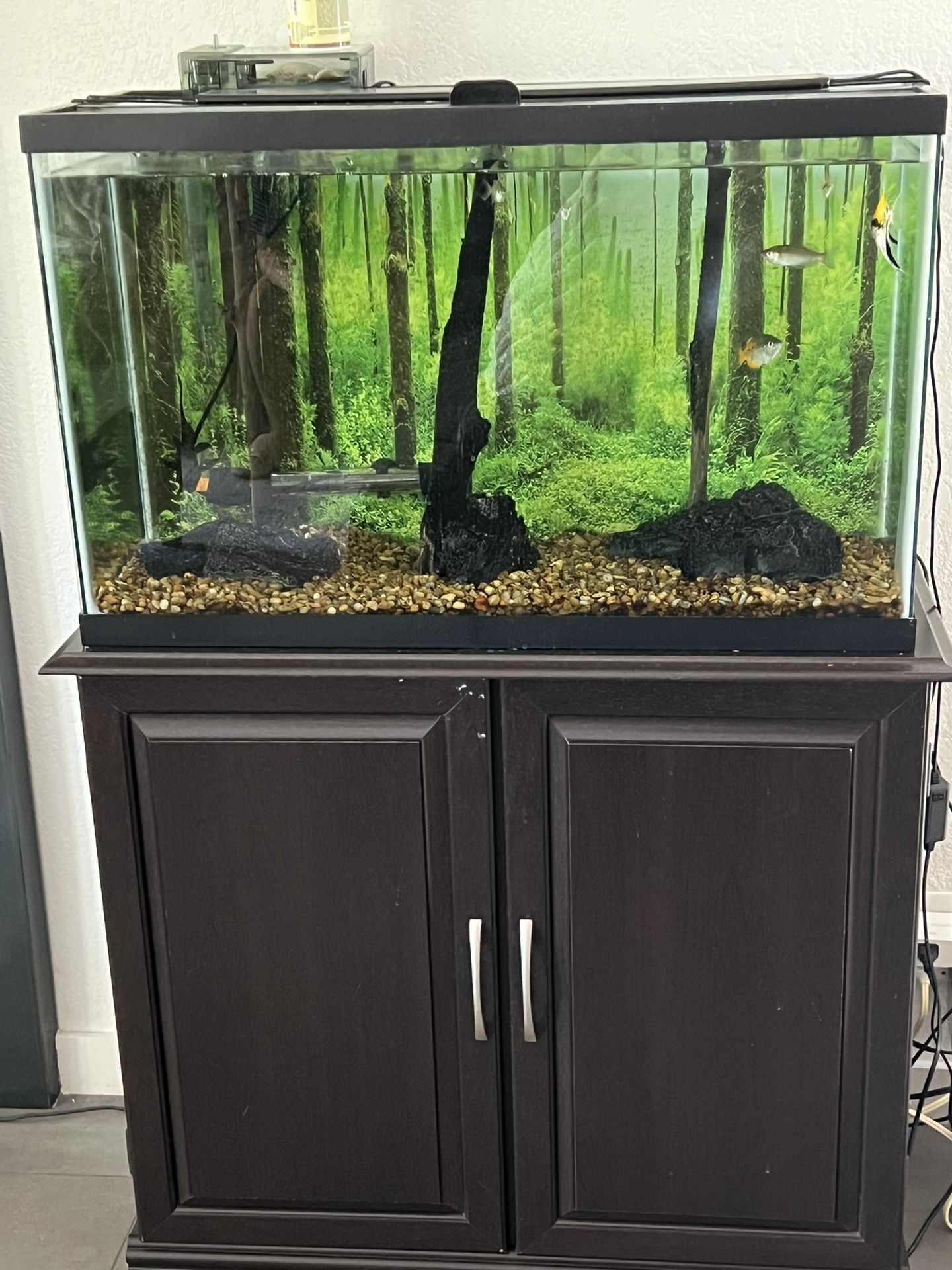 Fish & Tank & Accessories