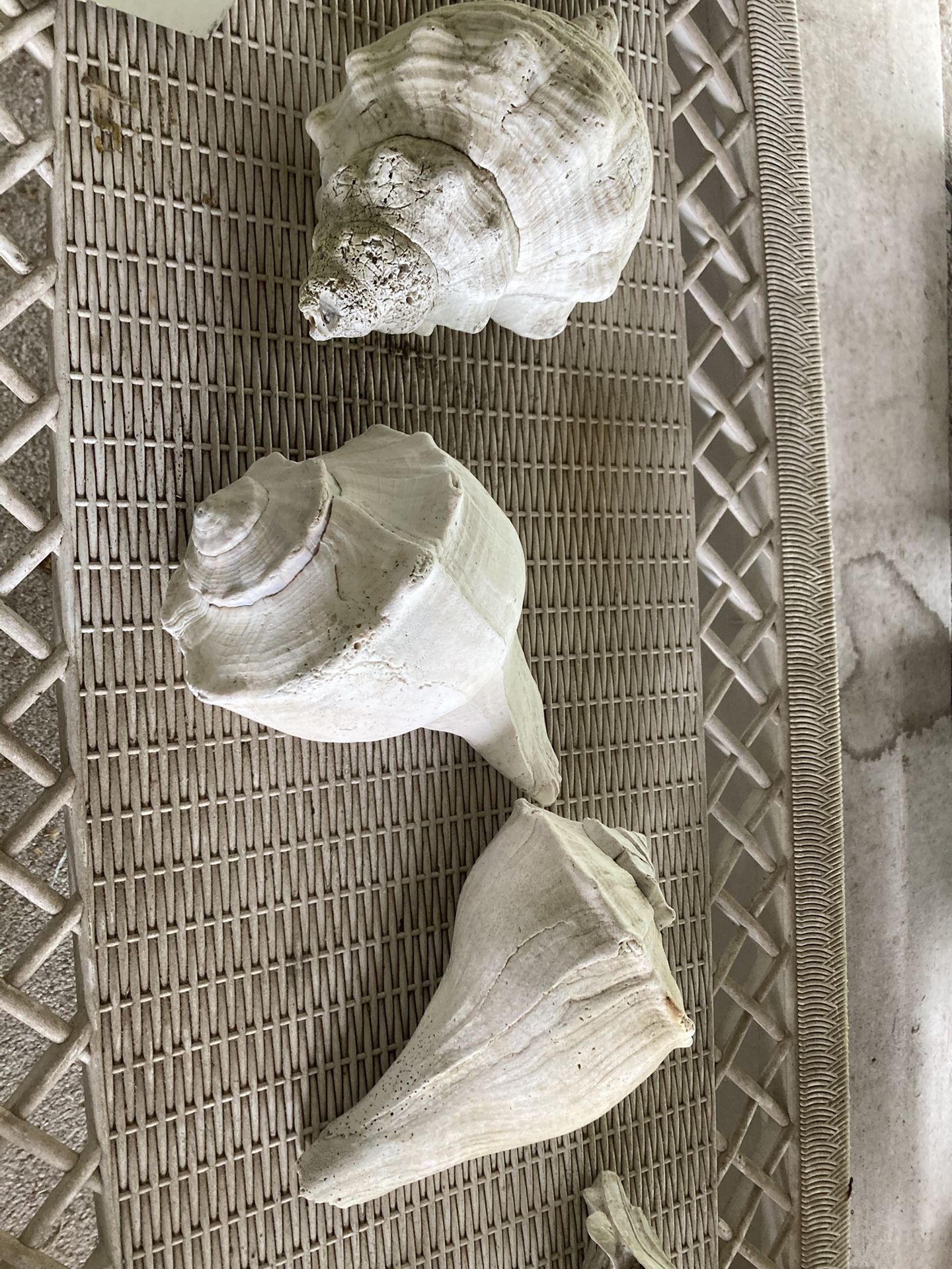Huge Sea Shells (3)