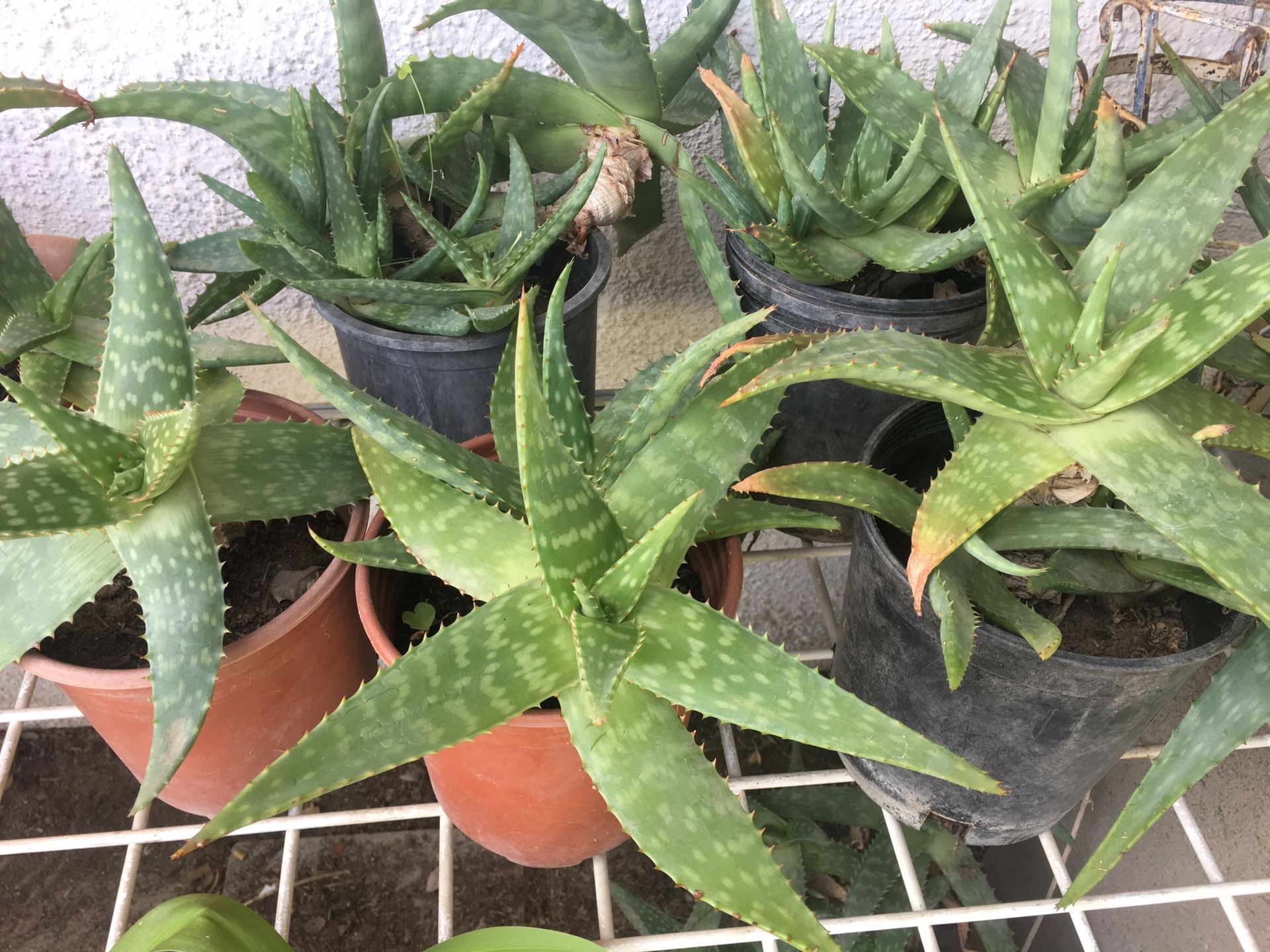 Aloe potted