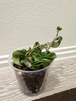 Hindu Rope Hoya  (Hoya carnosa)