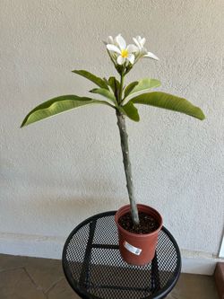 White Plumeria Plant