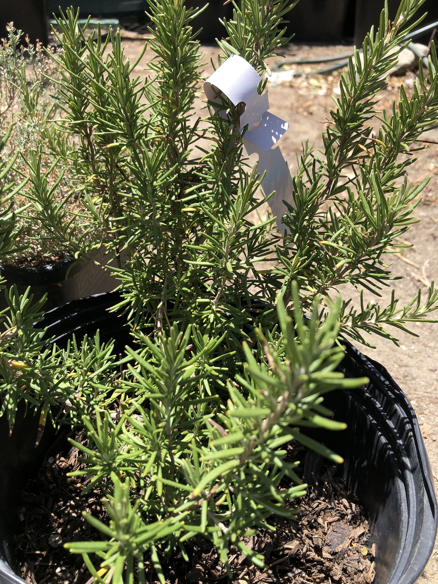 Rosemary