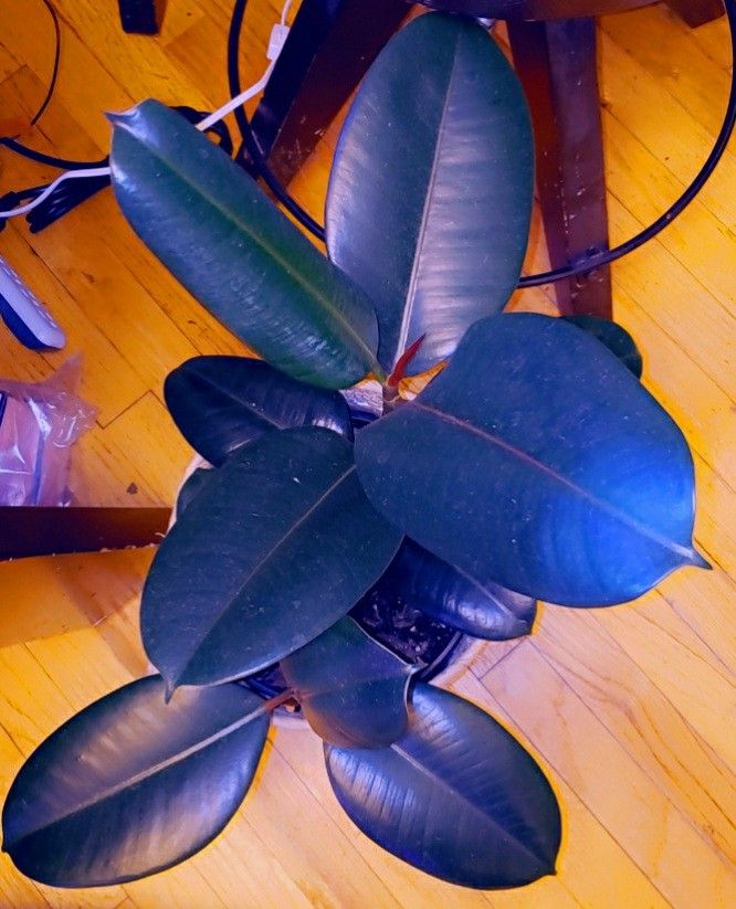 Huge Burgundy Ficus Tree Plant