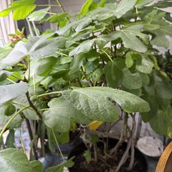 Fig Tree / Fig Plant