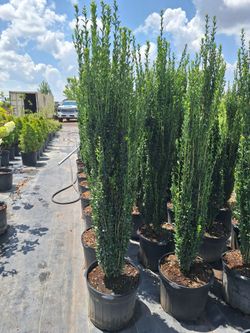 Sky pencil holly 7 gal