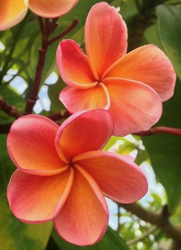 RARE ROOTED PLUMERIA "KIMO" WITH INFLOW FLOWERS 💐 1 AVAILABLE