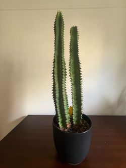 Plant-euphorbia intends chocolate drop (candelabra cactus)