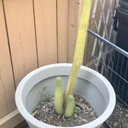 Tall Torch Cactus In Large Pot