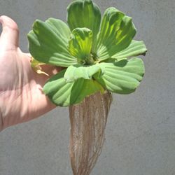 Water lettuce, floating plants pond, aqua scape