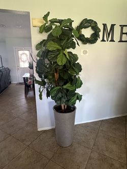 Plant