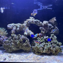 Saltwater Tank