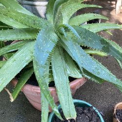 Big Aloe Vera Plant