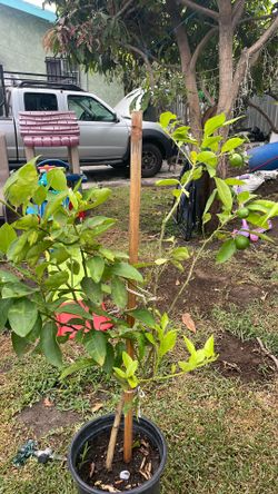 bendo arboles mango180 en 15 galones kreollo O mango indio y jocote corona y tanvien limon diferentes presios noson de semilla son acodos
