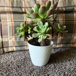 Succulent Plant