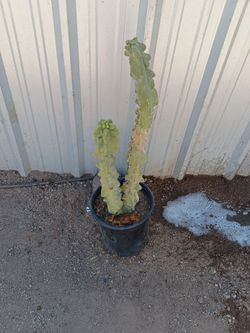 Totem pole cactus