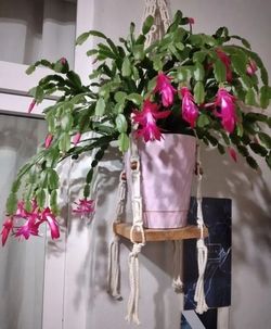 Purple Dancer Christmas Cactus Plant / Zygo cactus Plant/ Indoor Plant/ House Plant Flower Patio Garden
