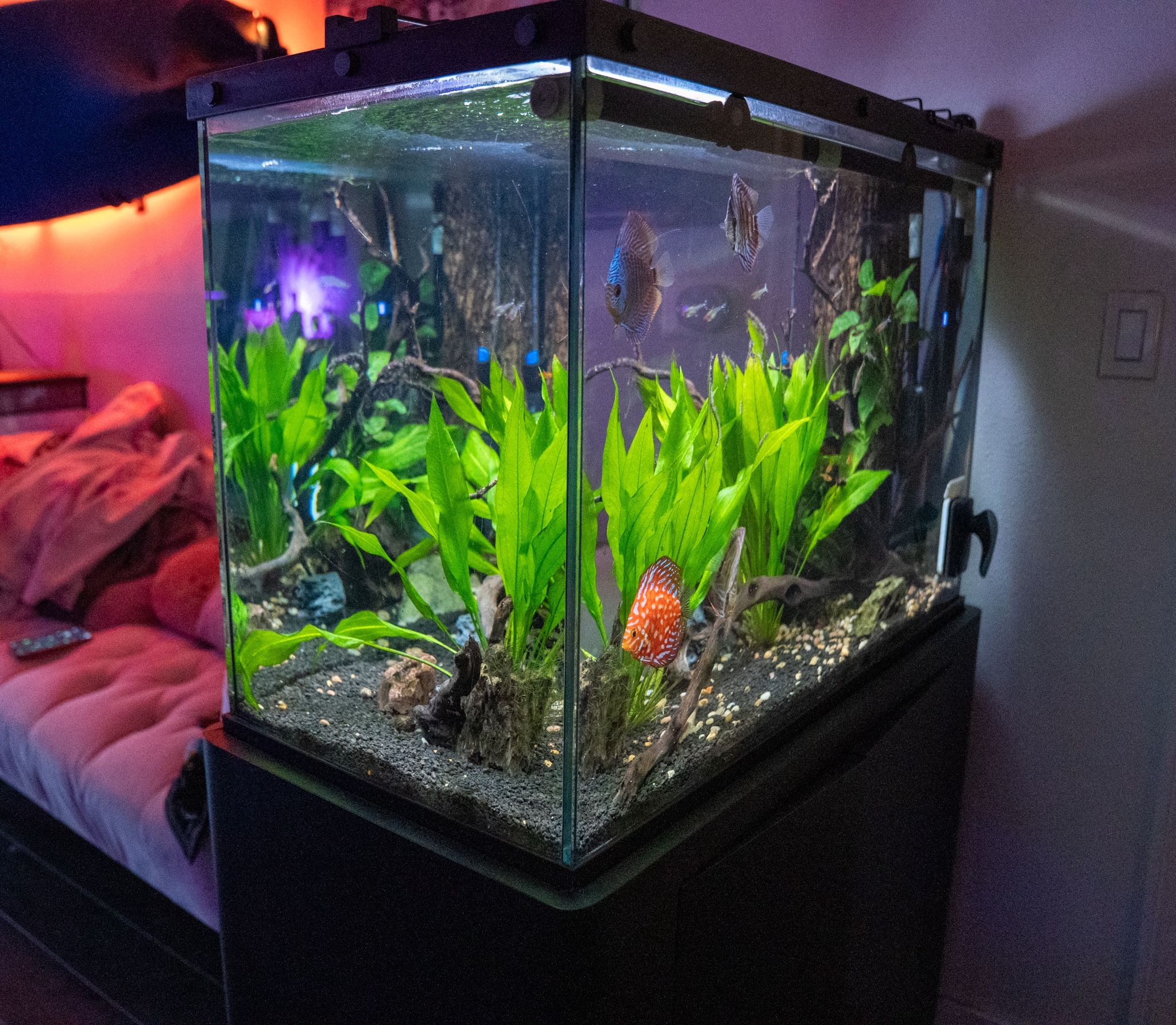 65 Gal Aquarium Setup