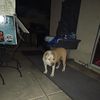 Cesar