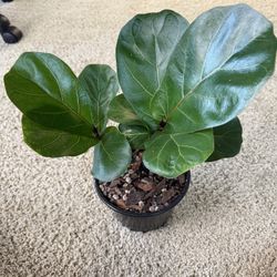 Fiddle Leaf Fig 2 Plants In The Pot + Free Bird of Paradise Plant Starter
