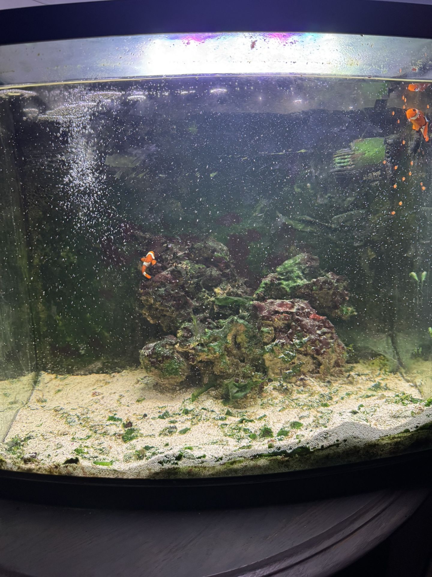 25gal Salt Water Fish Tank
