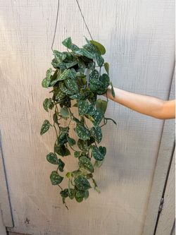6” xl Scindapsus silver satin