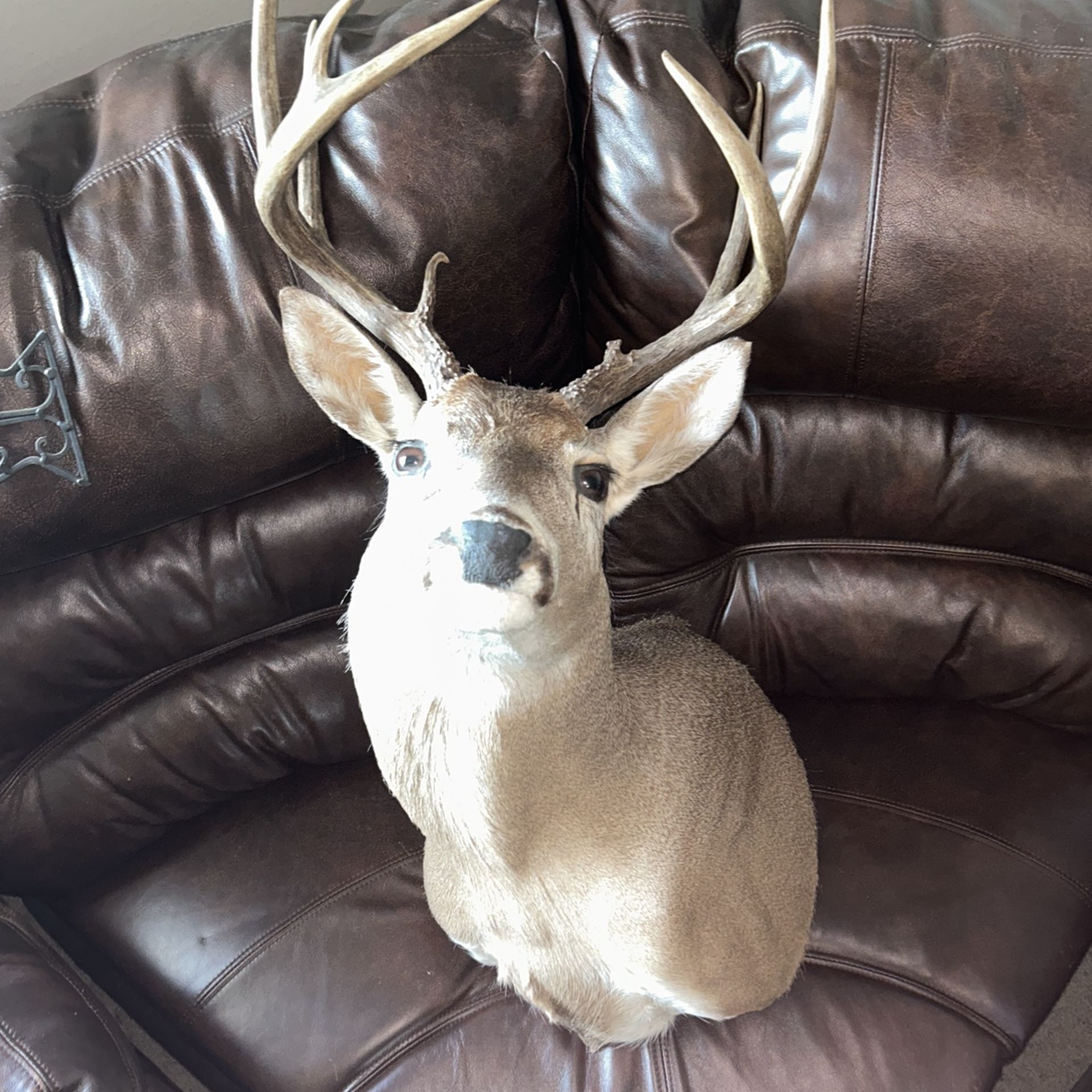 Deer head in pristine condition 