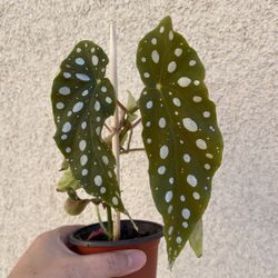 Beautiful Begonia Maculata Plant
