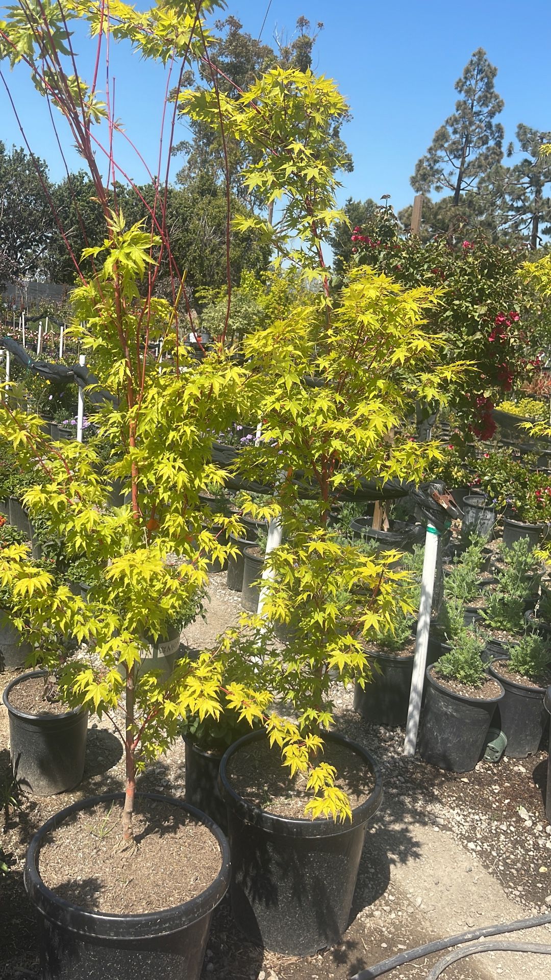 Japanese Maples for Sale in Artesia, CA OfferUp