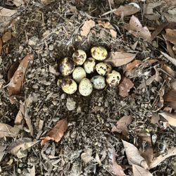 Coturnix Quail Hatching & Eating Eggs – Hyena Homestead