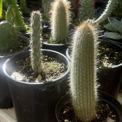 Cactus And Succulents 4”pot