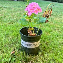 Propagated Hydrangea Potted Plants