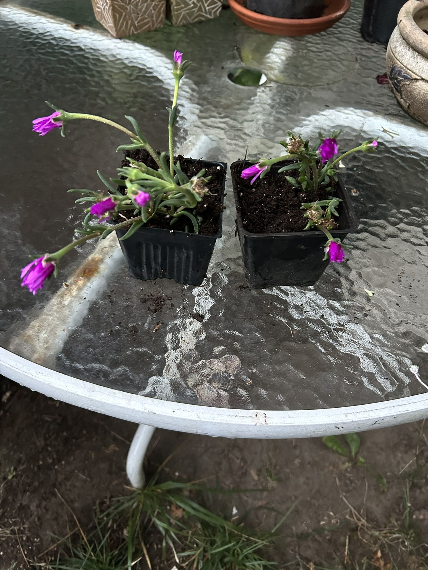 Calandrinia - Succulent