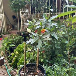 Milkweed