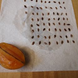 10 Starfruit SEEDS Sweet Variety $5 -Ship $3.50