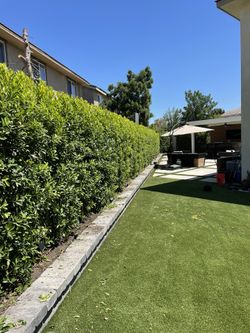 Indian Laurel Trees 