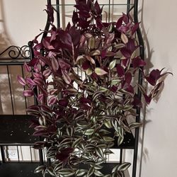 Beautiful Wondering Jew House Plant 