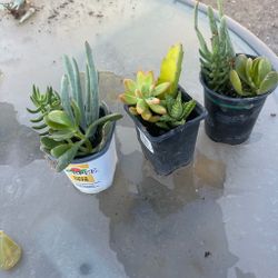 Desert plant