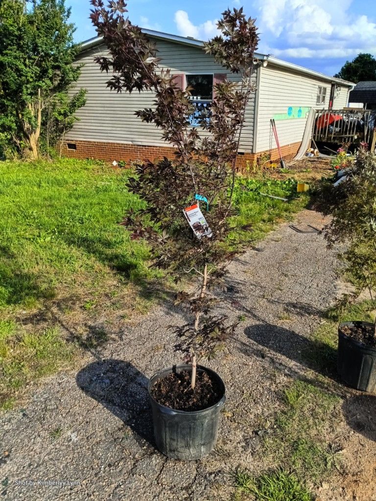 3 Japanese Maple "Bloodgood"