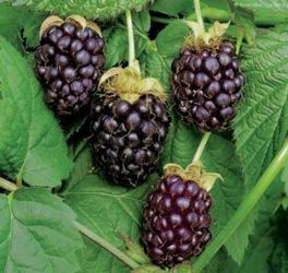 Boysenberry Plant