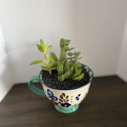 Succulent Arrangement 