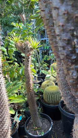Madascar palm
