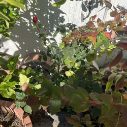 Healthy red rose bush in large pot – pot included