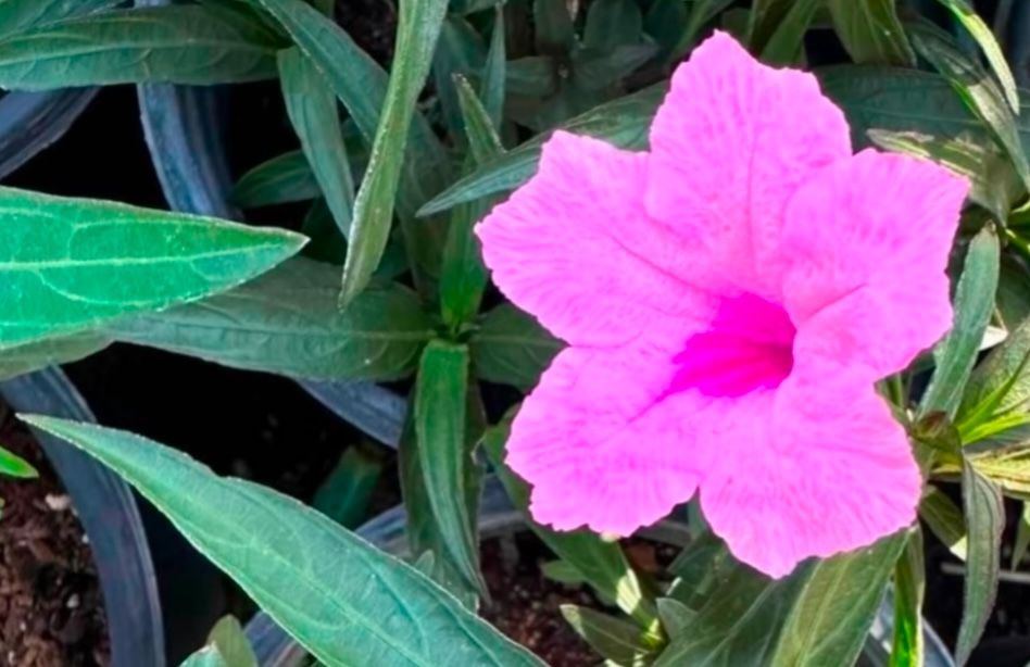 Pink And Purple Mexican Ruelias Un One Gallón $10 Each