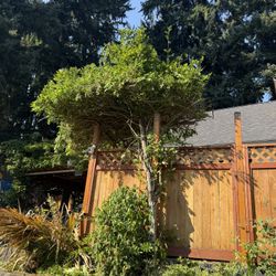 Mature Wisteria