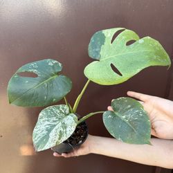 6” Monstera Mint Large Form New Leaf On The Way