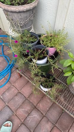 AMOR DE UN RATO DIFERENTES COLORES 