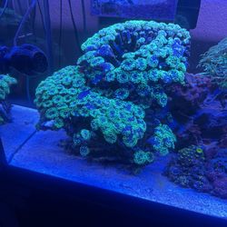 Toxic Splatter Branching Hammer Coral  